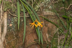 Crocosmia aurea