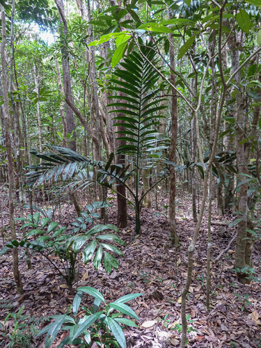 Chambeyronia macrocarpa, photograph 5
