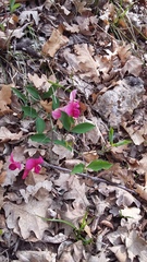 Lathyrus rotundifolius