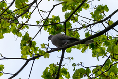 Streptopelia decaocto