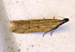 Dichomeris acuminatus