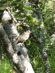 Turdus iliacus coburni