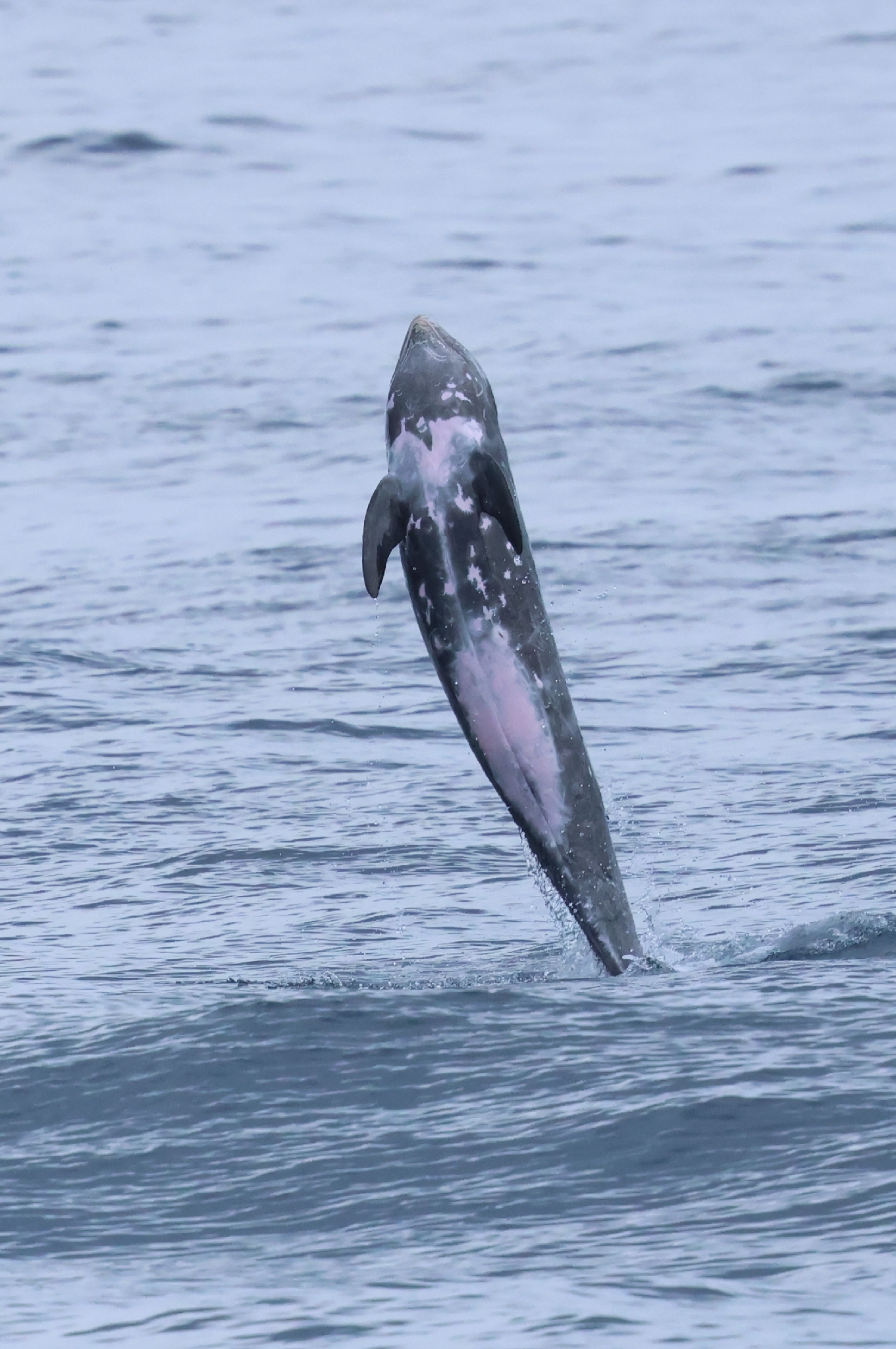 Grampus griseus