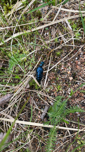 Violet Oil Beetle