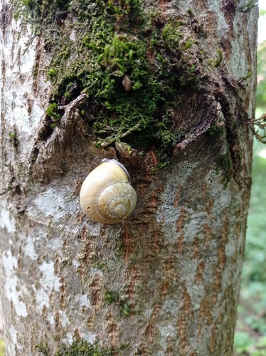 Brown-lipped Snail