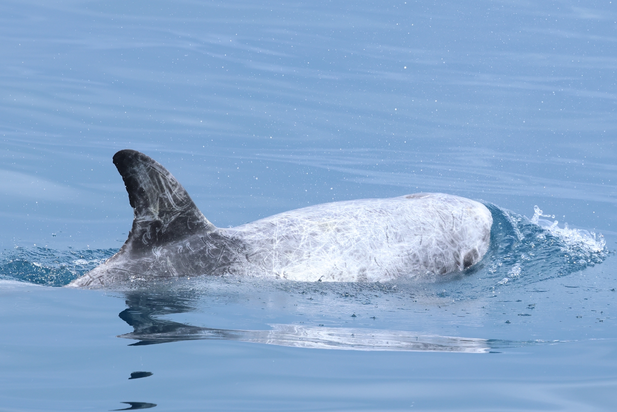 Grampus griseus