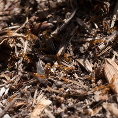 Solenopsis punctaticeps