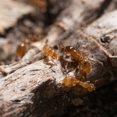 Solenopsis punctaticeps