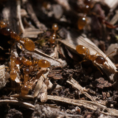 Solenopsis punctaticeps