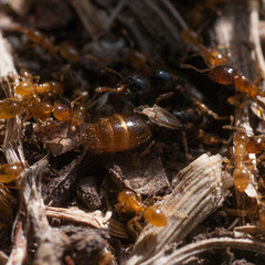 Solenopsis punctaticeps