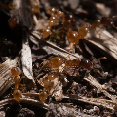 Solenopsis punctaticeps