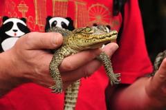 Crocodylus rhombifer
