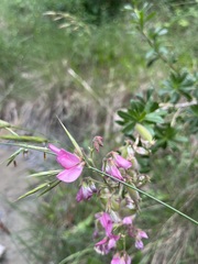 Ononis fruticosa
