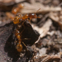 Solenopsis punctaticeps