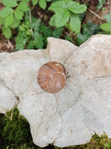 Roman Snail