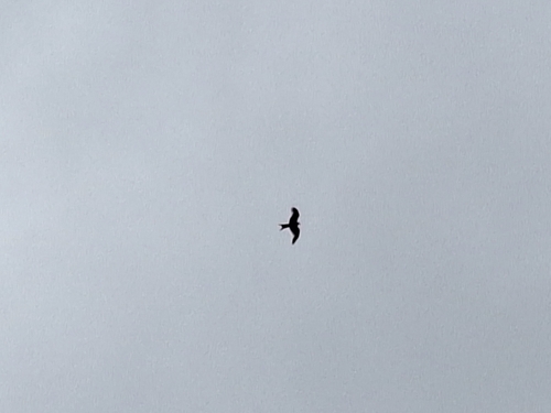 Red Kite