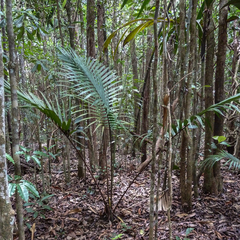Kentiopsis Palm (Kentiopsis)
