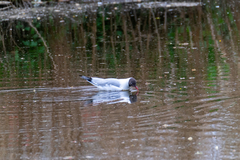 Chroicocephalus ridibundus