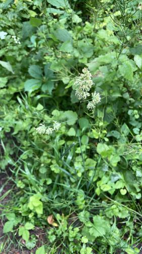 orchard grass