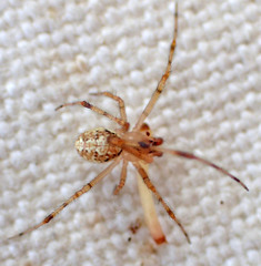 Theridion lawrencei