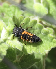 Harmonia axyridis