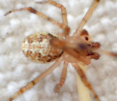 Theridion lawrencei