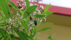 Aloysia citrodora