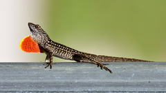 Anolis sagrei