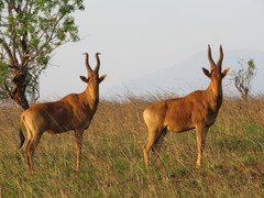 Alcelaphus buselaphus lelwel