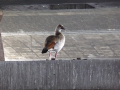 Alopochen aegyptiaca