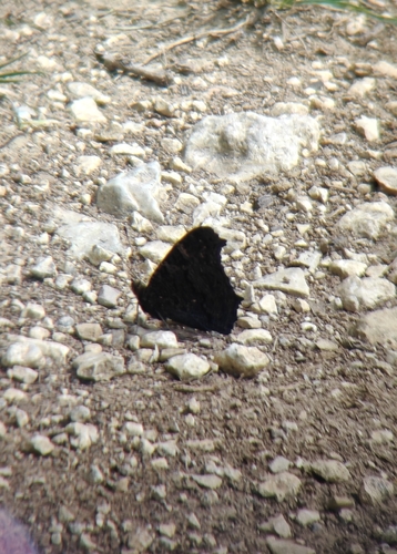 European Peacock Butterfly