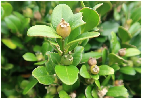 Buxus liukiuensis, 2026-06-07