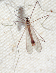 Phyllolabis