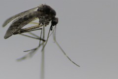 Aedes alboannulatus