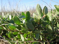 Atriplex verrucifera