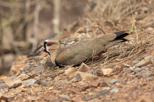 Southern Lapwing
