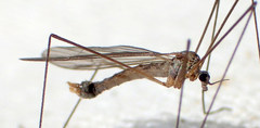 Phyllolabis