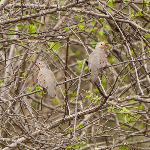 Common Ground Dove