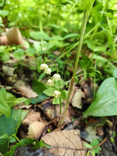 Convallaria keiskei, photograph 5
