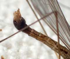 Phyllolabis