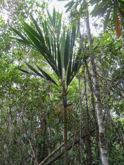 Basselinia (Basselinia)