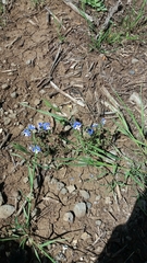 Veronica syriaca