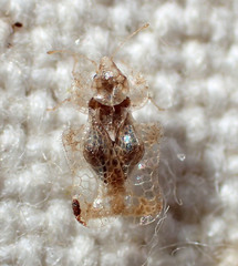 Corythucha incurvata