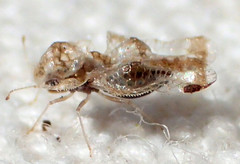 Corythucha incurvata