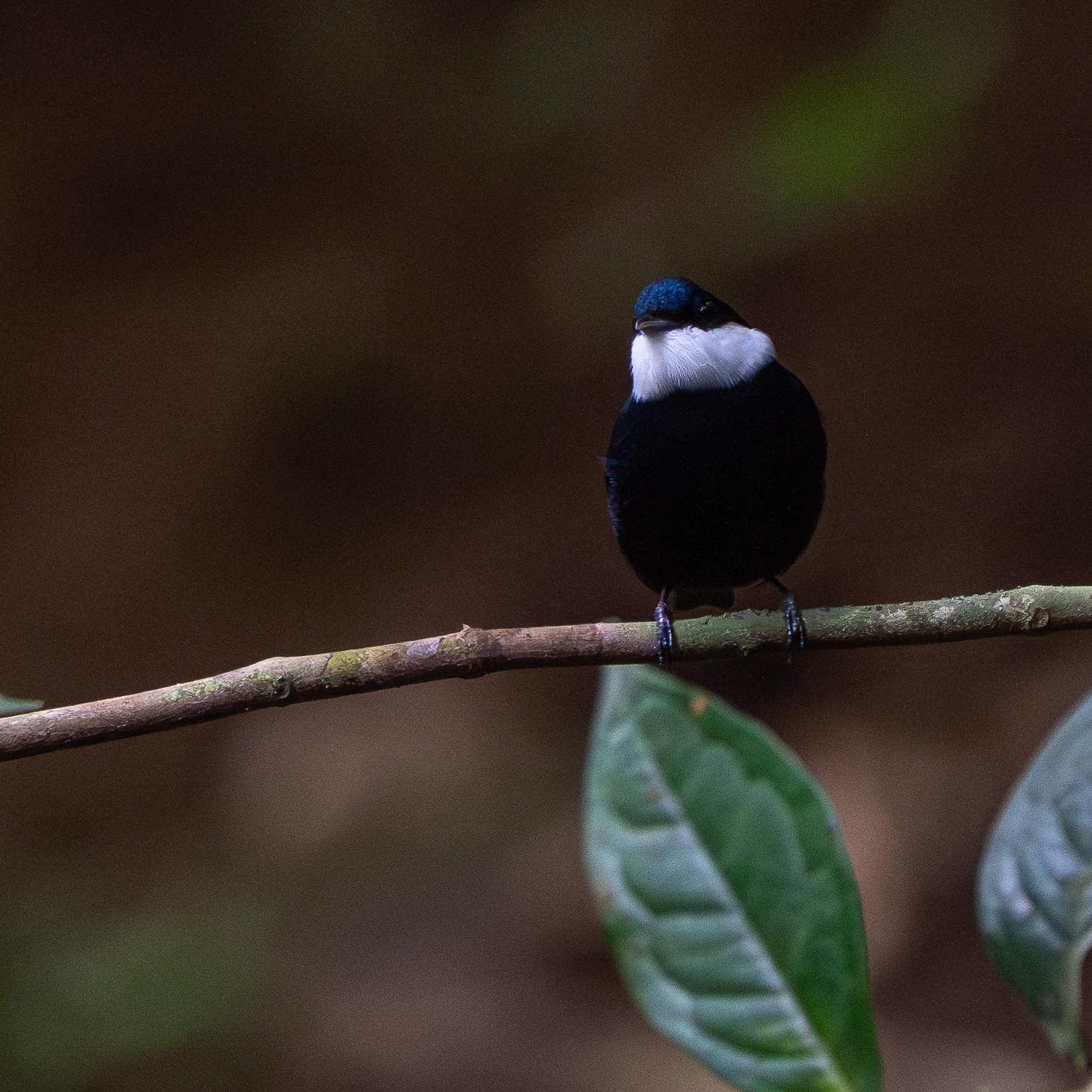 White-ruffed Manakin (Corapipo altera), photo 7
