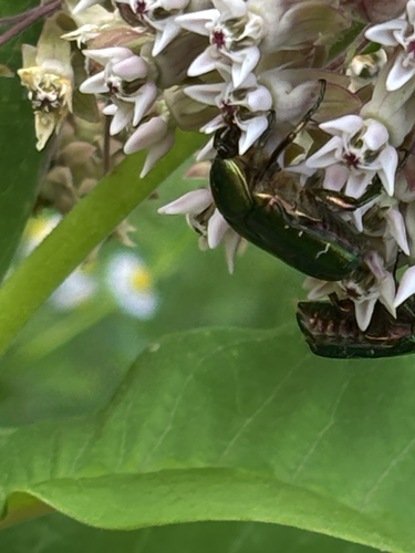 European Rose Chafer
