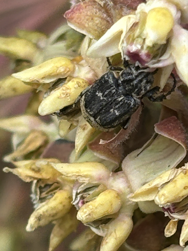 Valgus hemipterus