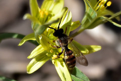Nomada