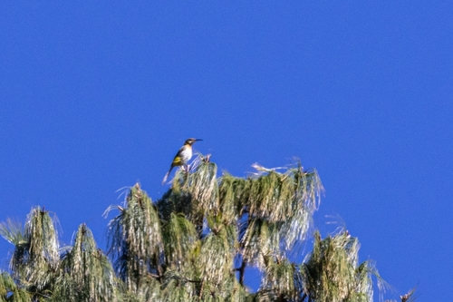 iNaturalist image