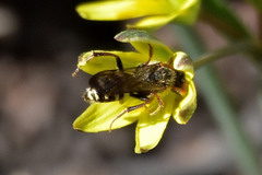 Nomada